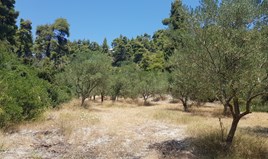 Γη 6000 μ² στην Κασσάνδρα