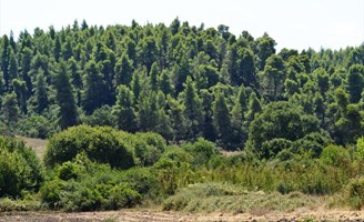 სასტუმრო 4200 m² კასანდრაზე (ქალკიდიკი)