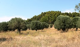Land 5000 m² in Kassandra, Chalkidiki