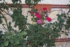 Property 2143 photo 14