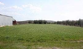 Land 6500 m² in Chalkidiki