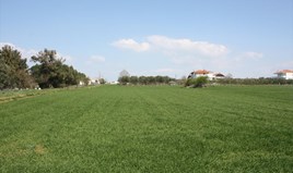Terrain 8000 m² dans la banlieue de Thessalonique
