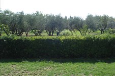 Property 22299 photo 2