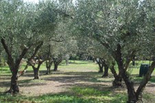 Property 22299 photo 1