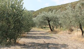 Land 6000 m² in Kassandra, Chalkidiki