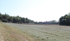 Land 13500 m² in Kassandra, Chalkidiki