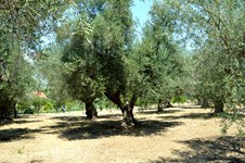 Property 24255 photo 23