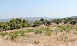 Land 12000 m² auf Kassandra (Chalkidiki)