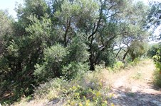 Property 25057 photo 6