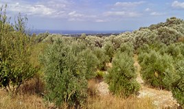 Land 8500 m² auf Kreta