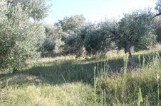 Property 26218 photo 15