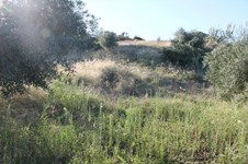 Property 26218 photo 12