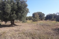 Property 26251 photo 3