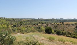 Zemljište 13000 m² na Kasandri (Halkidiki)