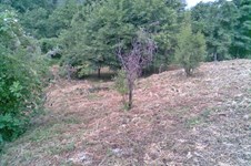 Property 26498 photo 2