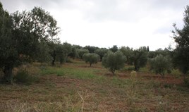 Land 10800 m² auf Sithonia (Chalkidiki)