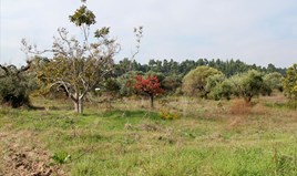 Land 10000 m² in Kassandra, Chalkidiki