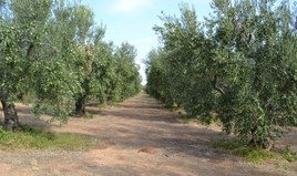 Парцел 12375 m² в Халкидики