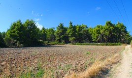 Land 6000 m² auf Kassandra (Chalkidiki)