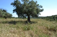 Property 2743 photo 6