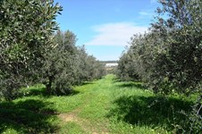 Property 30342 photo 6