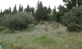 Land 4131 m² in Corfu