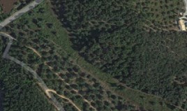 Terrain 8000 m² à Corfou