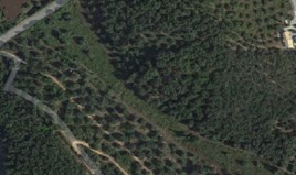 Zemljište 8000 m² na Krfu