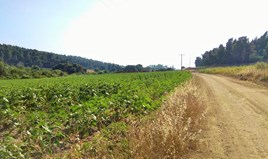 Γη 4000 μ² στην Κασσάνδρα