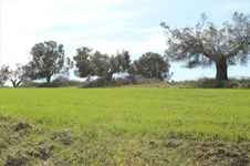 Property 3192 photo 3