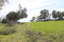 Property 3192 photo 5