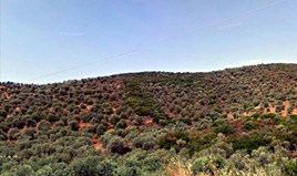 Land 4765 m² in Athos, Chalkidiki