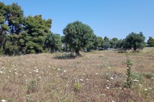 Property 32110 photo 6
