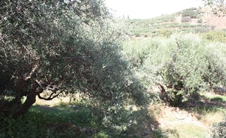 Land 330 m² auf Kreta