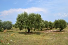 Property 32618 photo 1
