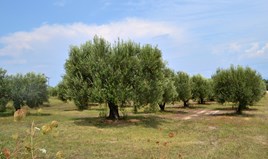 Land 4000 m² auf Kassandra (Chalkidiki)