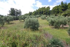 Property 32767 photo 3