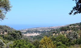 Парцел 11000 m² на Крит