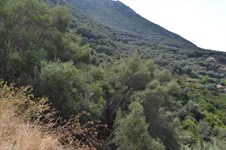 Property 33235 photo 6