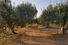 Property 33651 photo 25