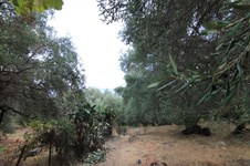 Property 33815 photo 18