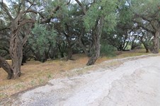 Property 33815 photo 22