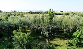 Zemljište 800 m² na Sitoniji (Halkidiki)