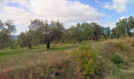 Zemljište 4500 m² na Sitoniji (Halkidiki)