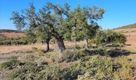 სასტუმრო 20000 m² სიტონიაზე ( ქალკიდიკი)