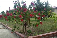 Property 35798 photo 5