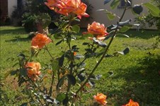Property 35798 photo 15