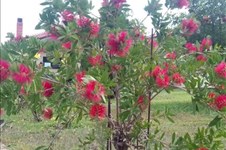 Property 35798 photo 18