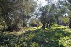 Property 35813 photo 7