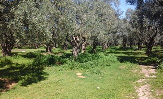 Land 10500 m² on the island of Thassos